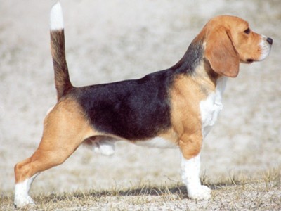 CH Tameo's Playboy' far - En utrolig godt velbygget tysk hanhund. Han blev parret med CH Ulradis Tabita. Der kom 7 hvalpe.
